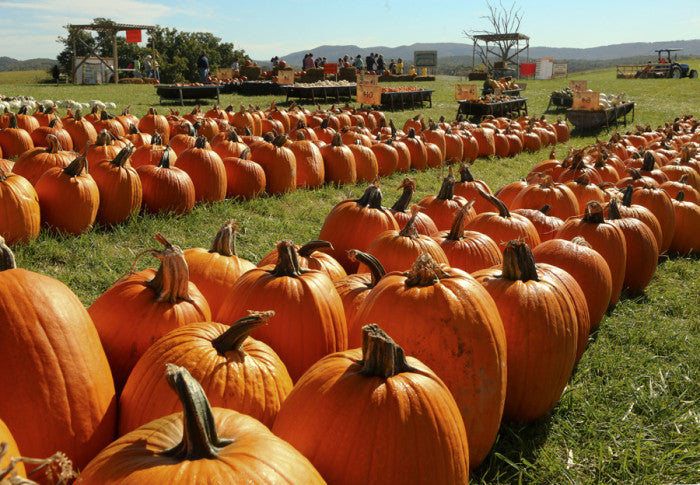 Dottie’s Spooky Ideas for this Halloween Season
