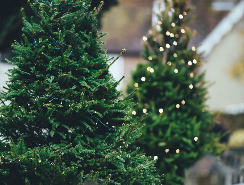 How to Find Your Perfect Christmas Tree in the New River Valley